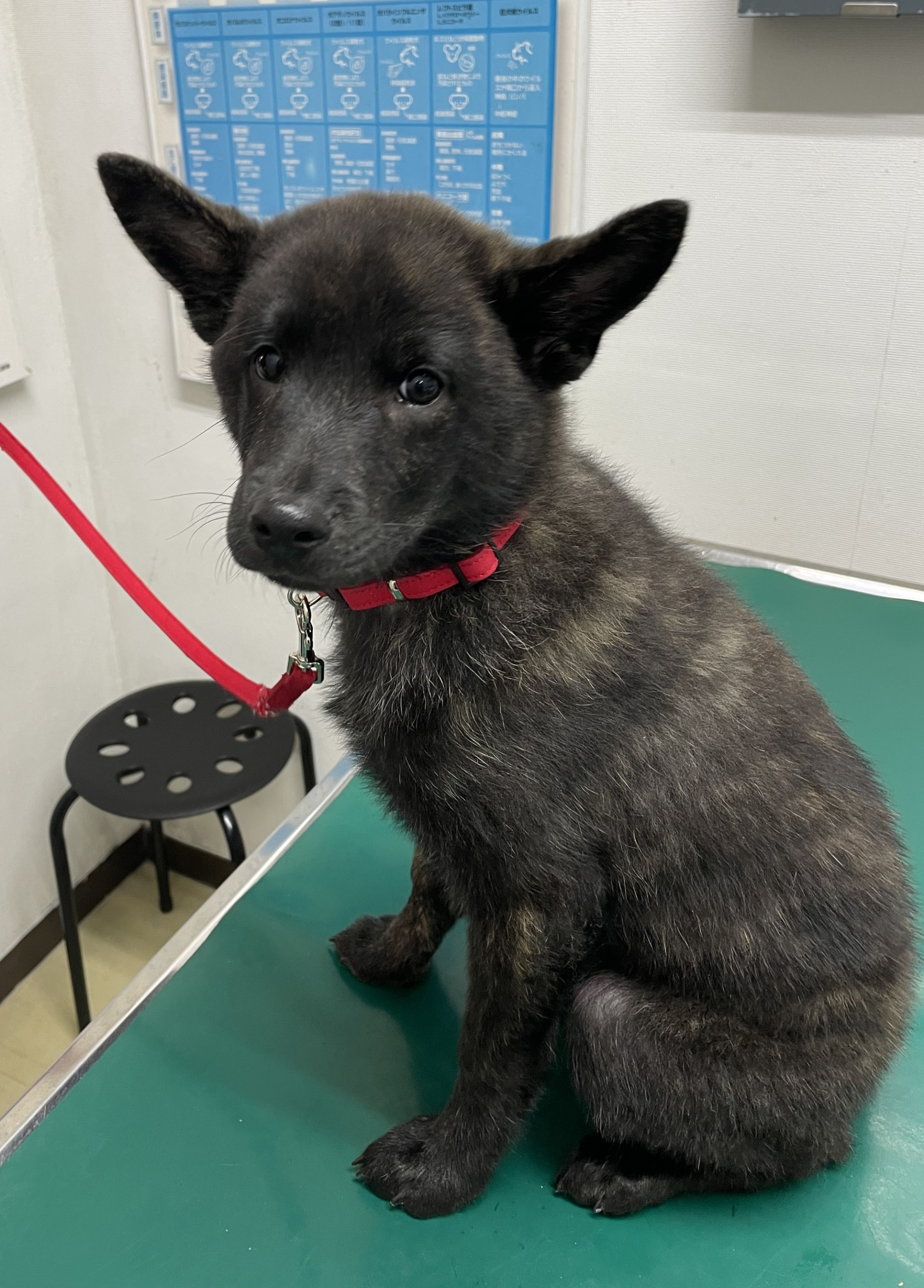 ペットクリニック・アキ