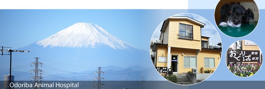 おどりば動物病院