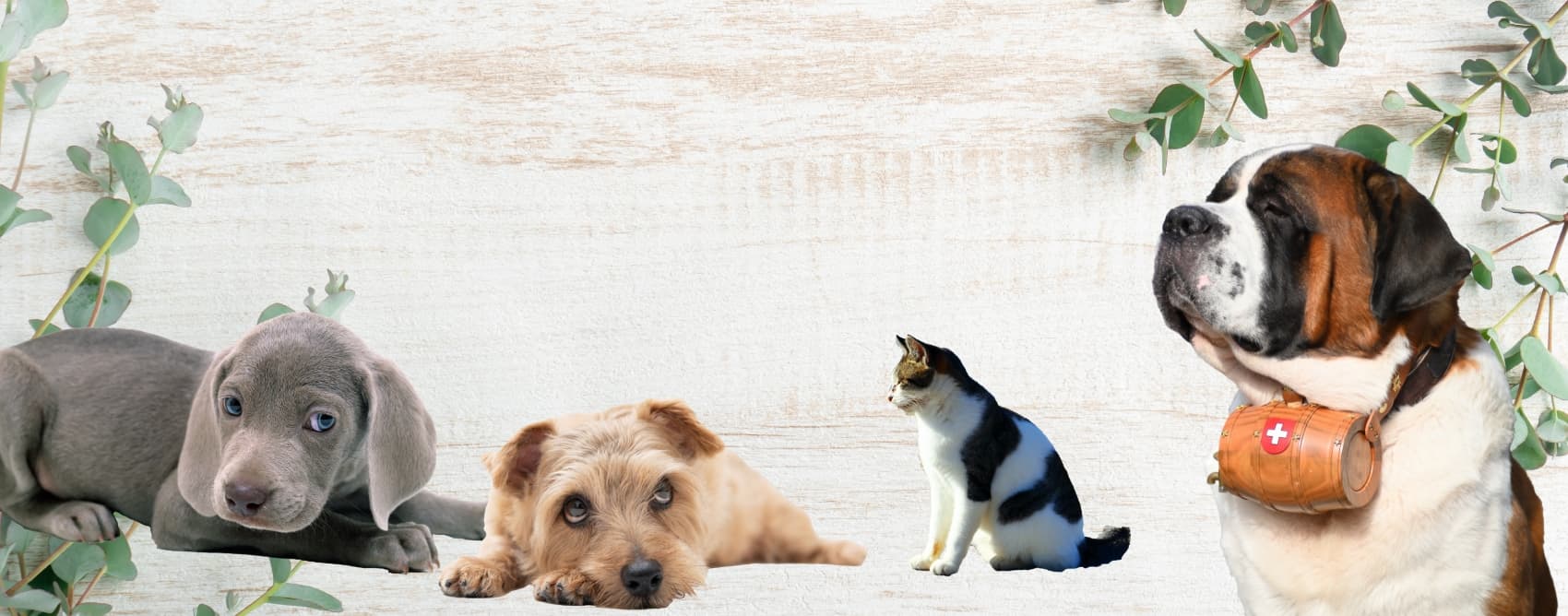 ファイン動物病院