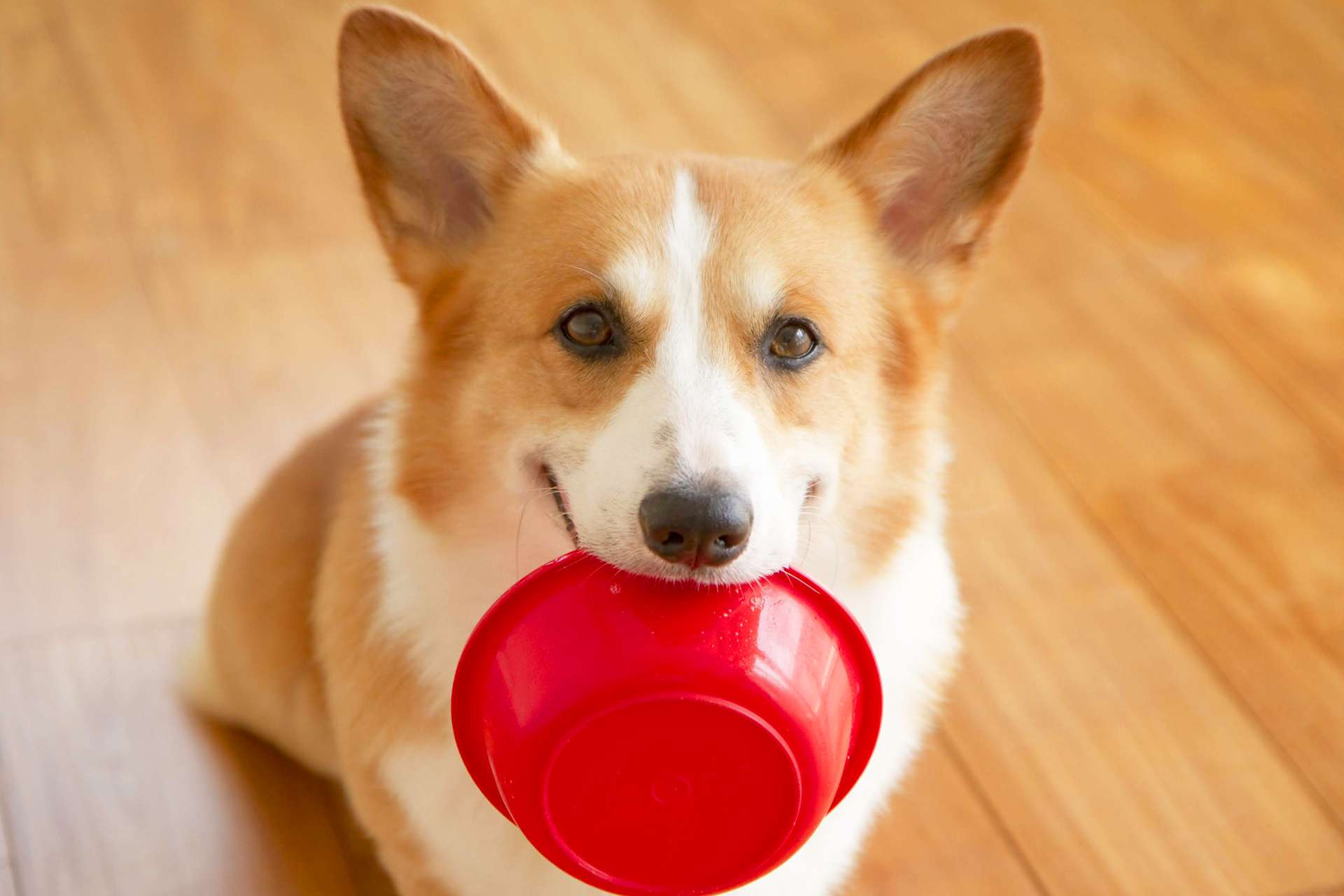 酒井動物クリニック