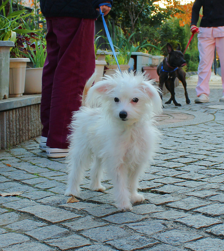 たんぽぽ動物クリニック