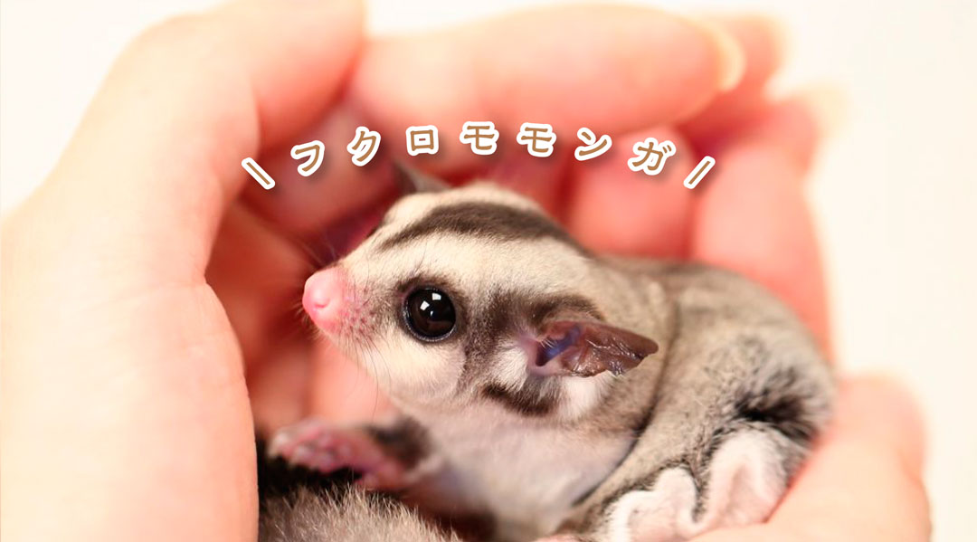 ペットショップ ピュア☆アニマル2号店