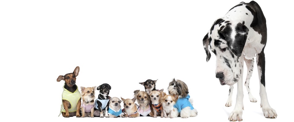 21(ツーワン)動物病院 新目白通り院