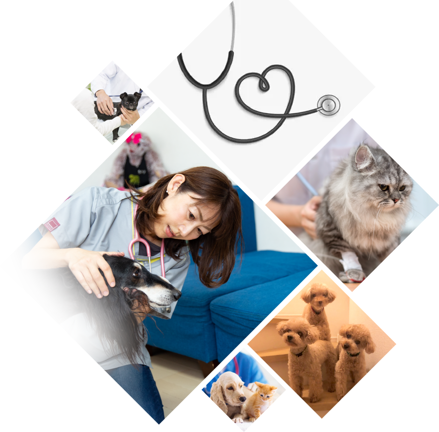 メープルファミリー動物病院