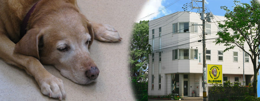 西山動物病院