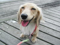 ペットの託児所＆ペットシッターもり