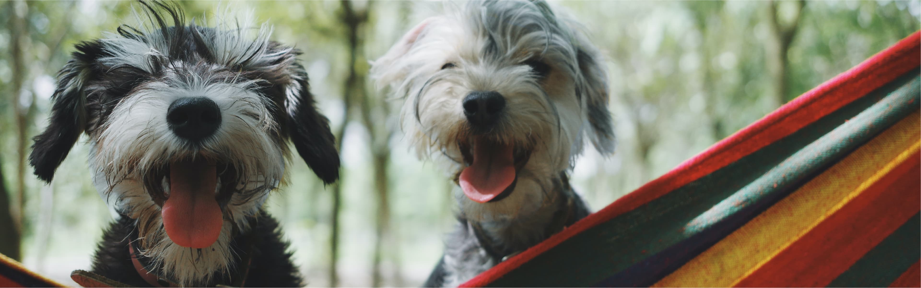 むらい動物病院