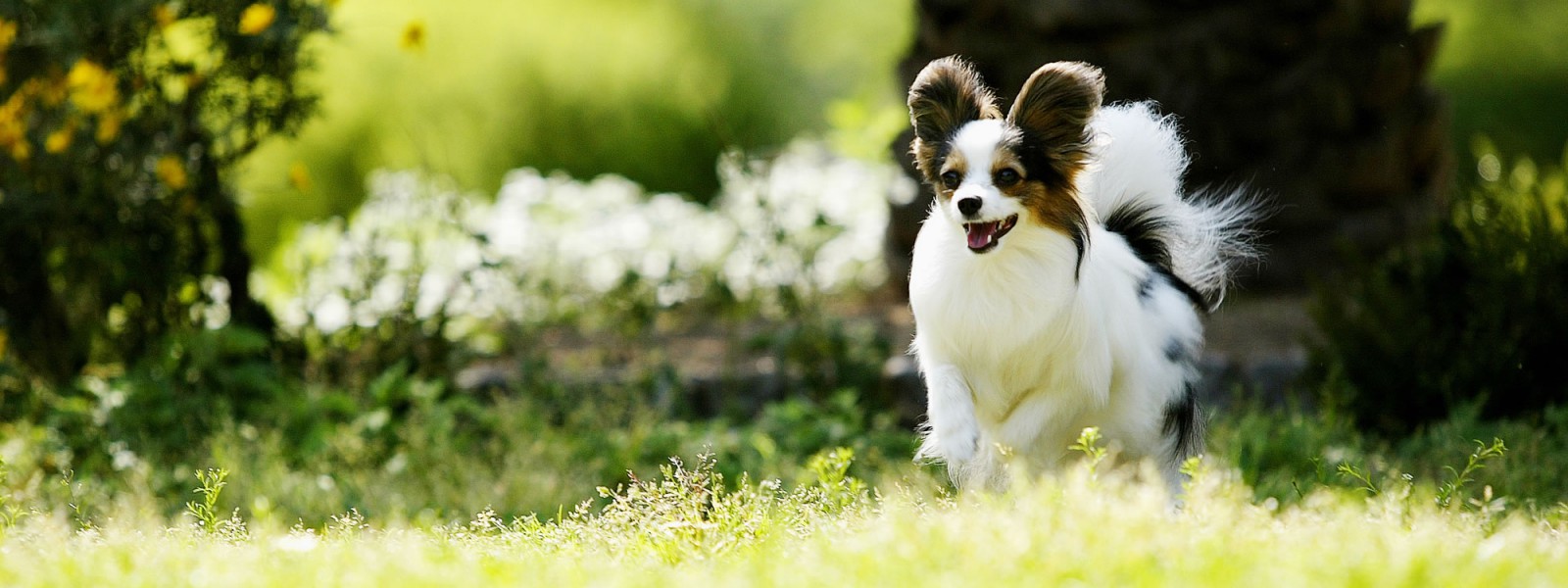 サファリ動物病院