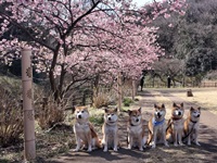 ルート246ケンネル（柴犬専門犬舎）