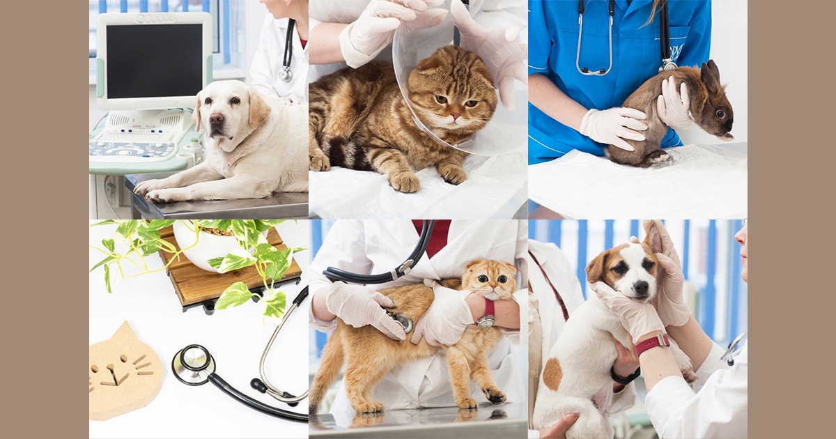 きたなか動物医院