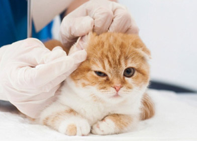 まごめ動物病院