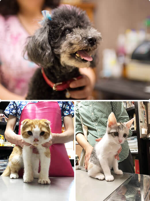 アニマルセンター26 モナミ