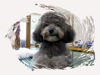 きむら動物病院