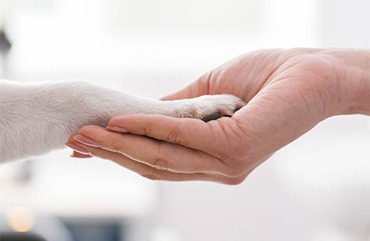 元町どうぶつ病院