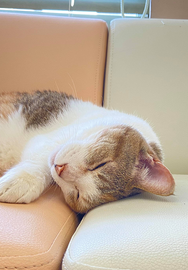 さくら動物病院