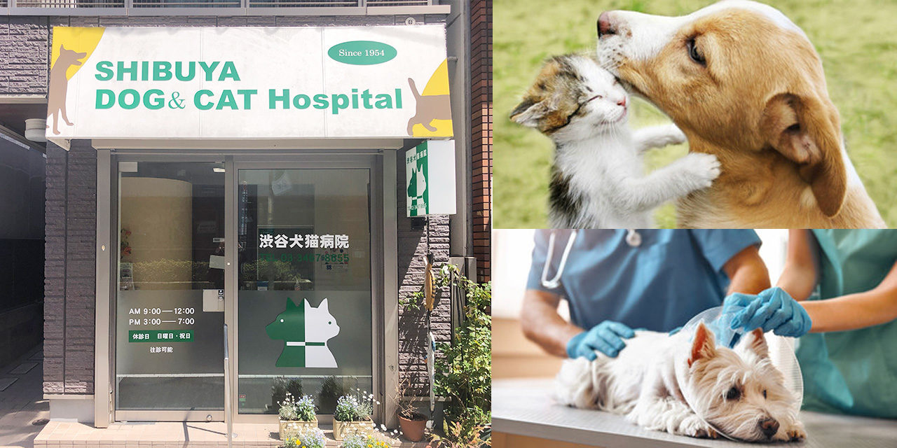 渋谷犬猫病院