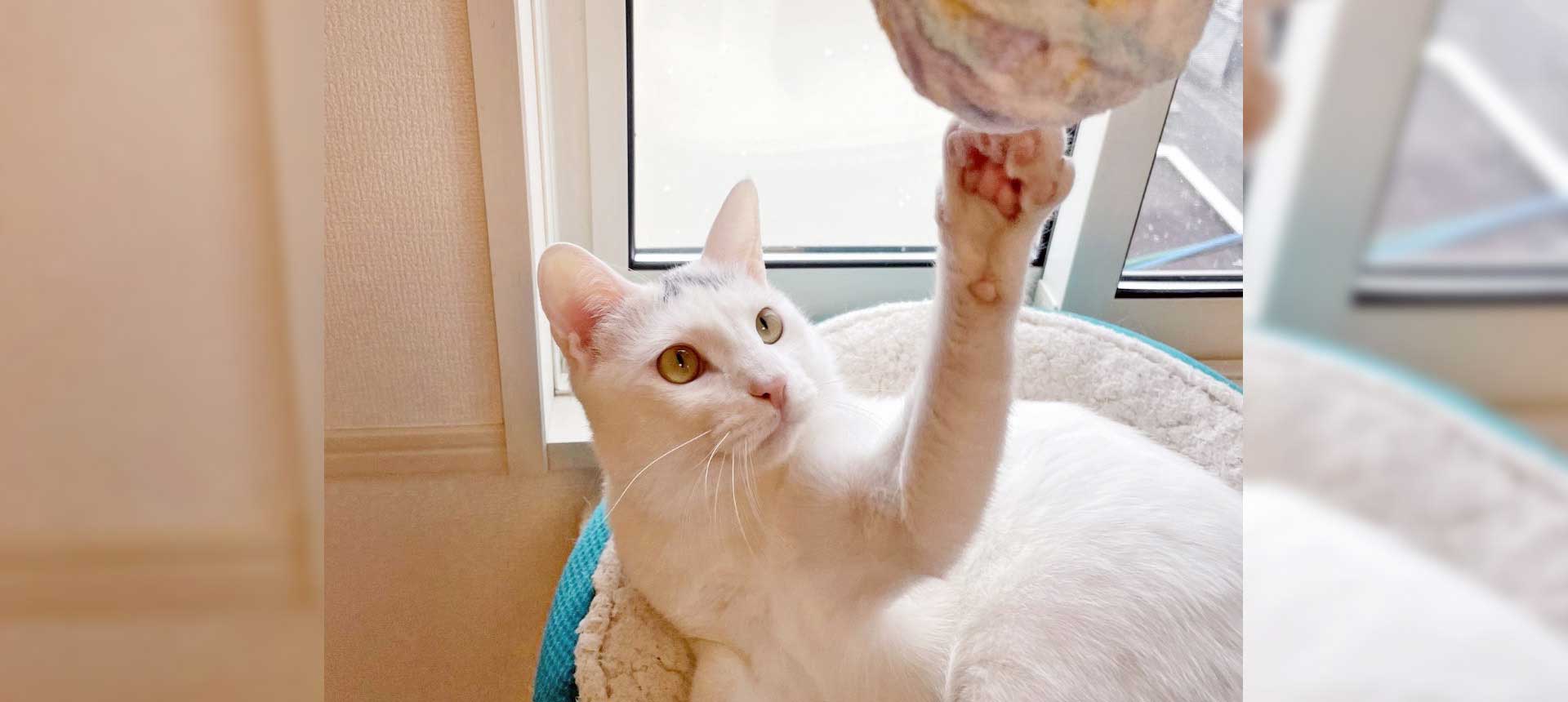 なると動物病院