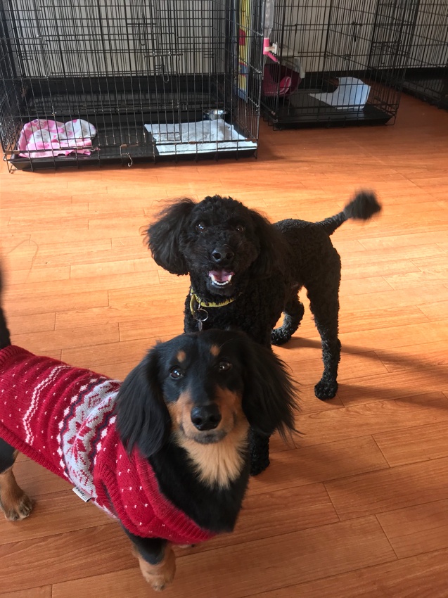 ペットホテル ゆずハウス