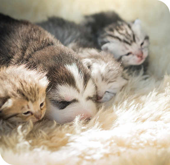 とくだ動物病院