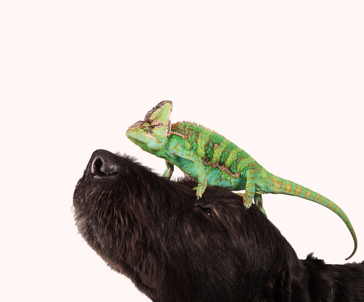 神領ビーイング動物病院