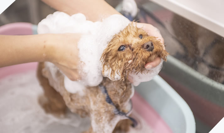 江東どうぶつ医療センター