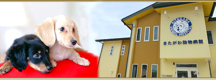 きたがわ動物病院