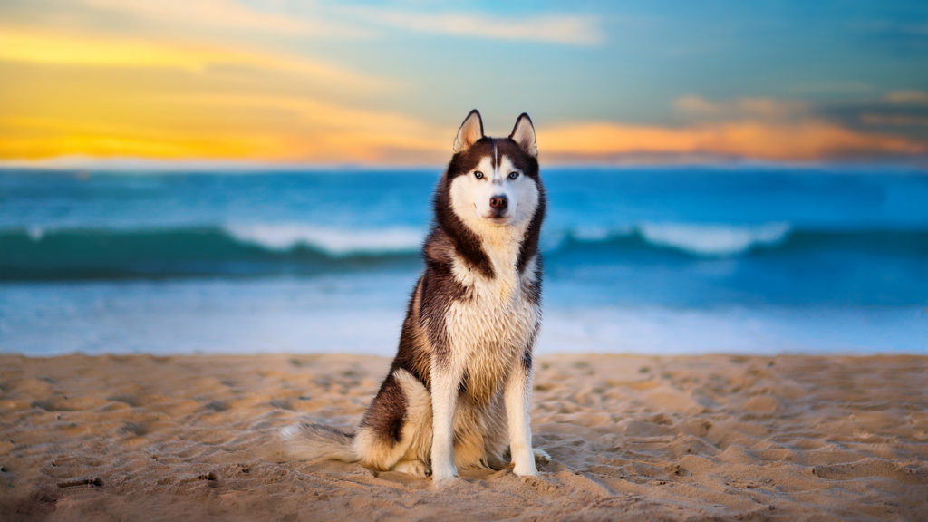 トリトン動物病院