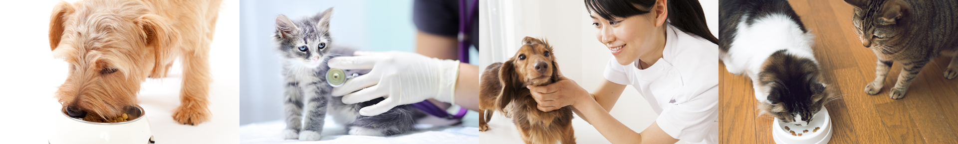 こころ犬猫病院