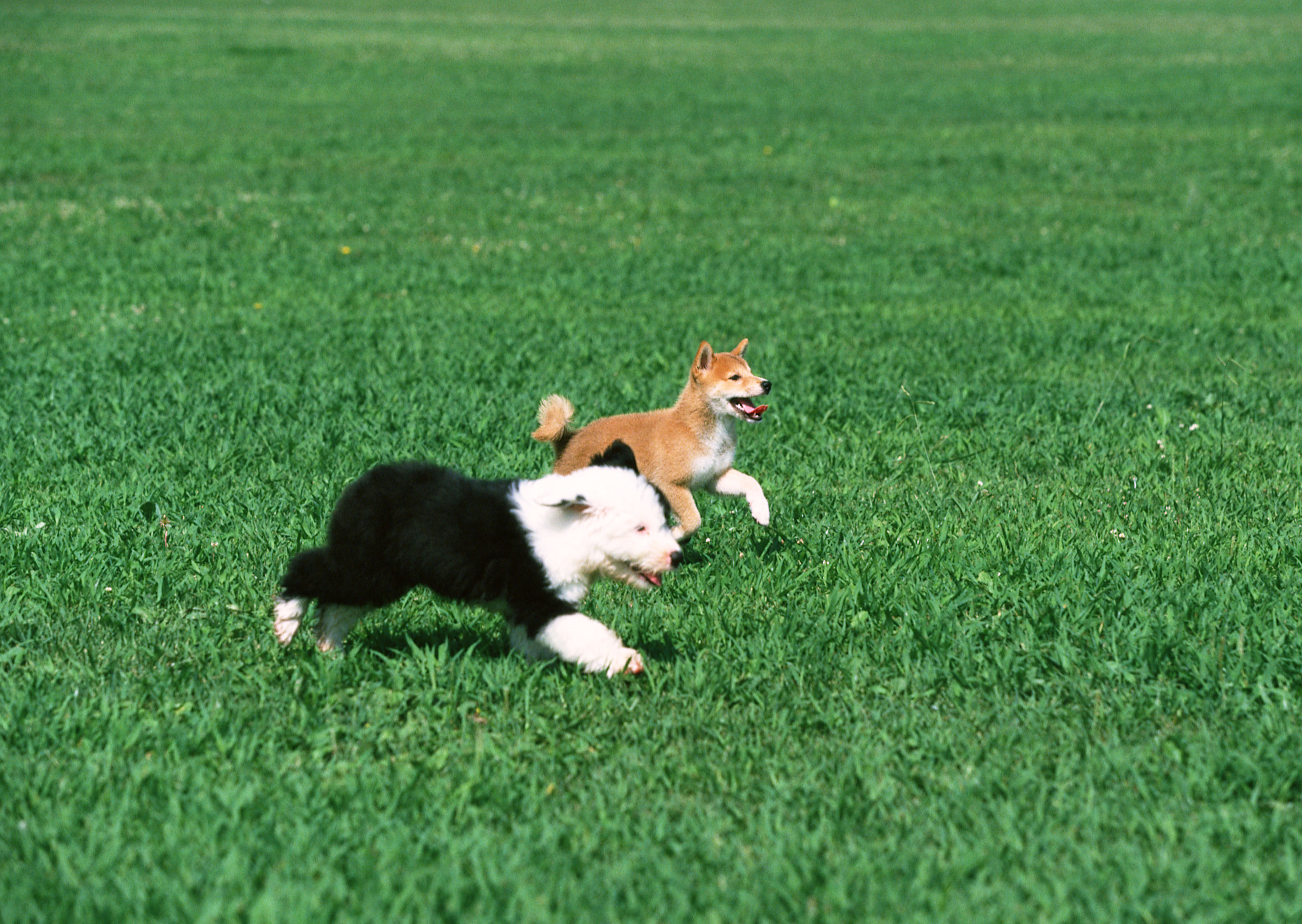 グレース動物病院