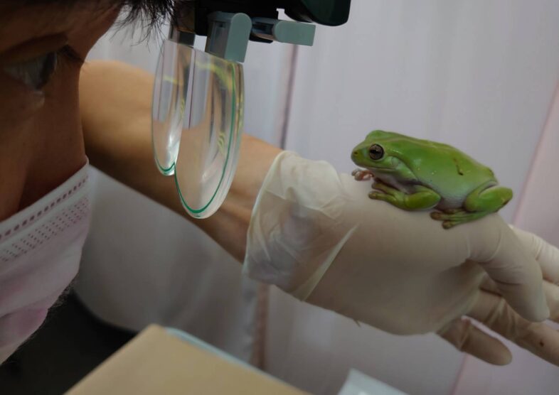 アロハオハナ動物病院 かもがわ公園小動物クリニック