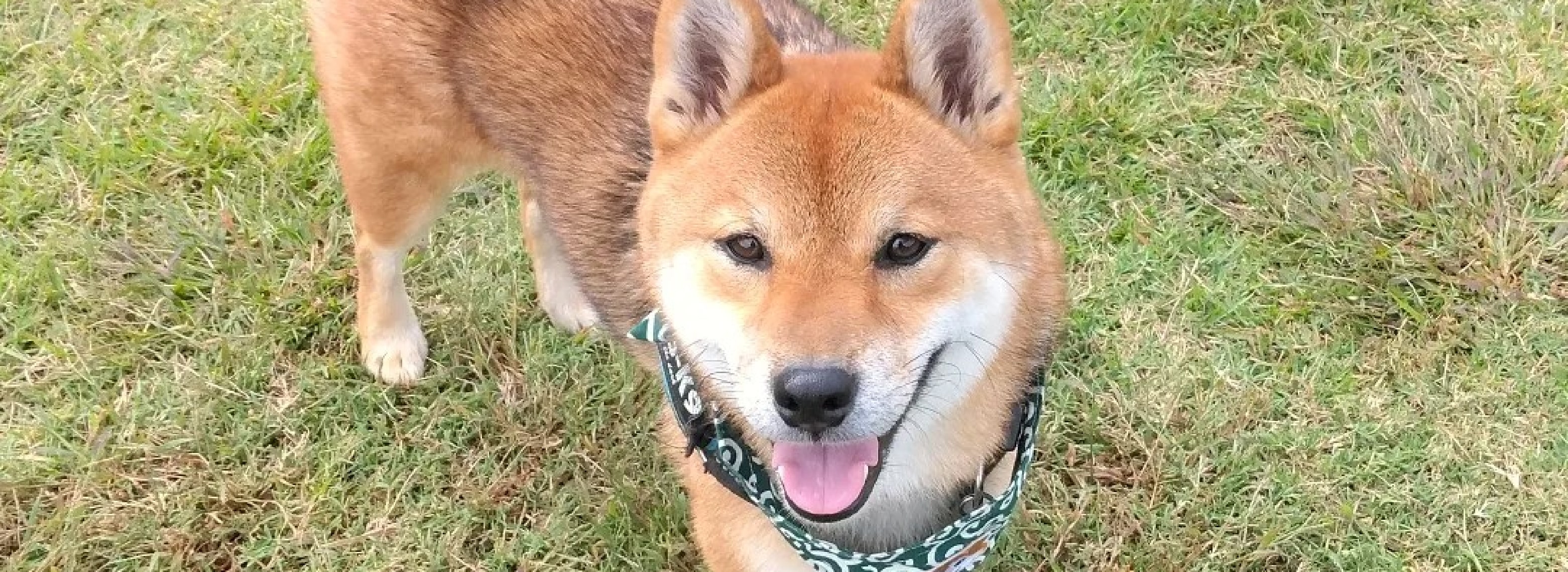 往診専門 あおば動物クリニック