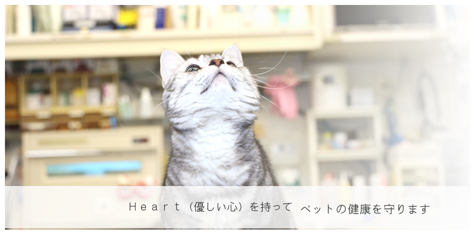 ハート動物病院