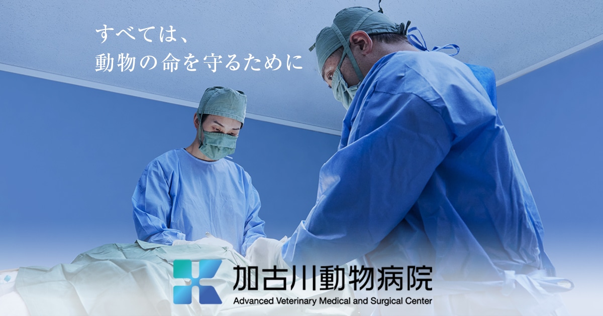 加古川動物病院