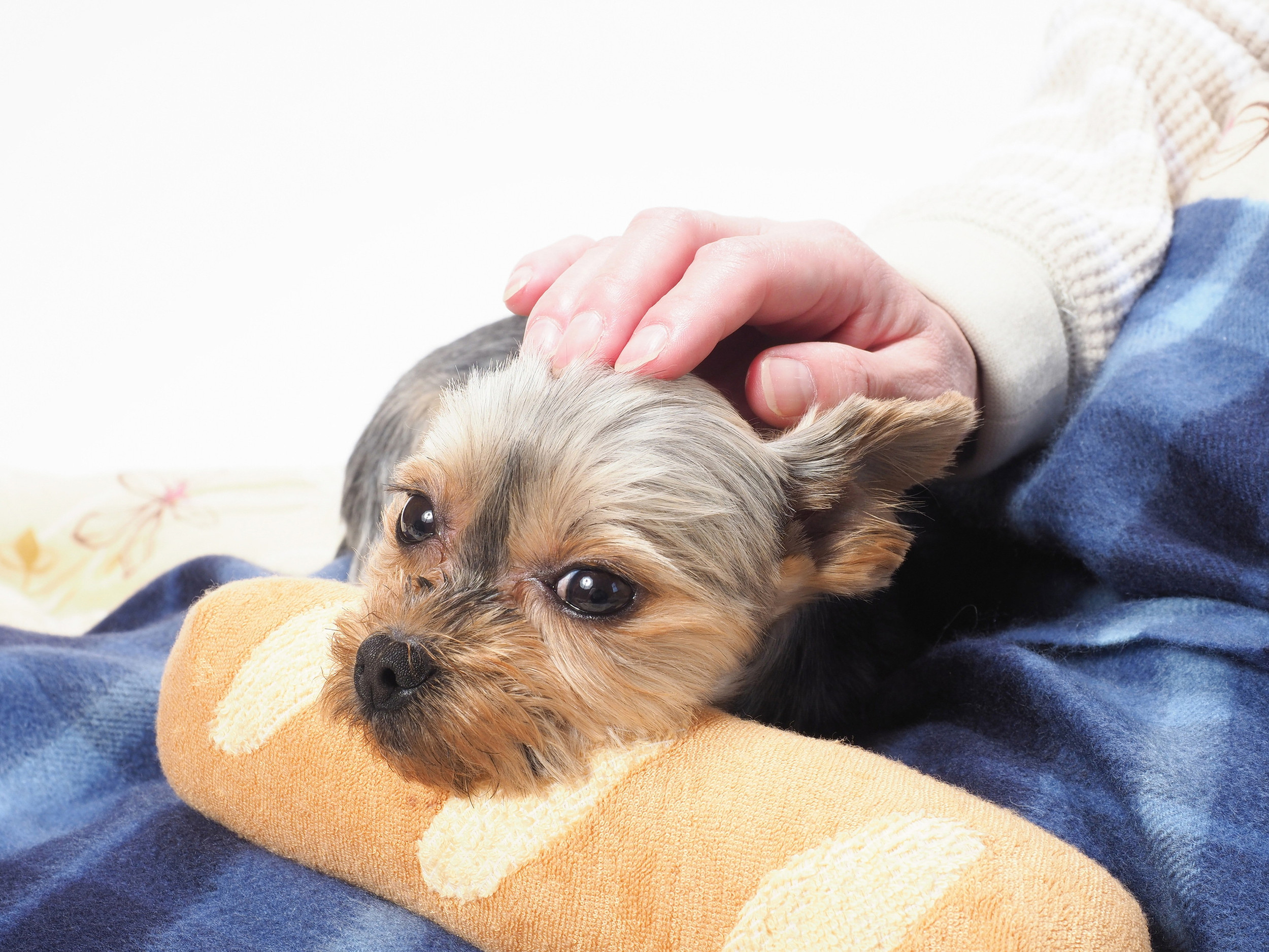 やじまアニマルクリニック