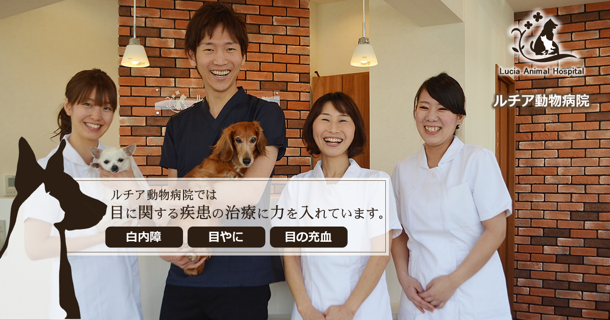 ルチア動物病院