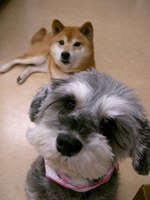 あおぞら犬猫病院