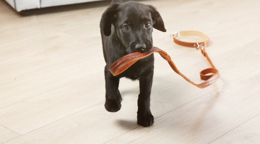 ナチュラルペットケアサロン シアン・シアン