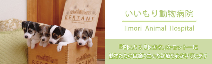 いいもり動物病院