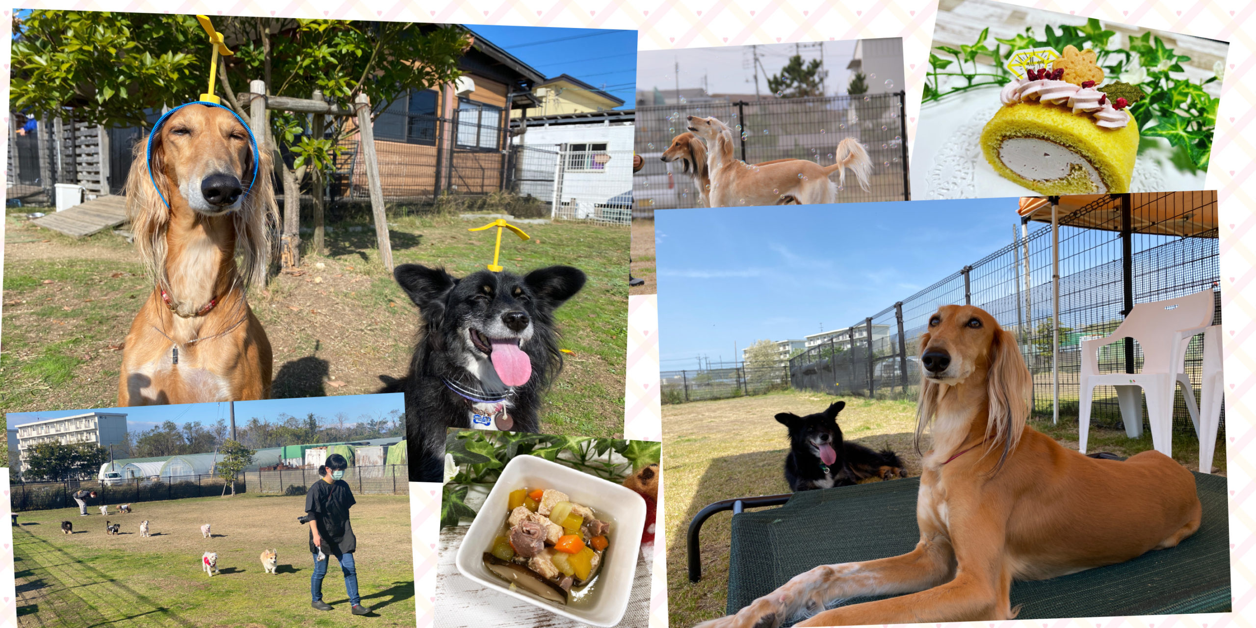 あおぞらドッグラン