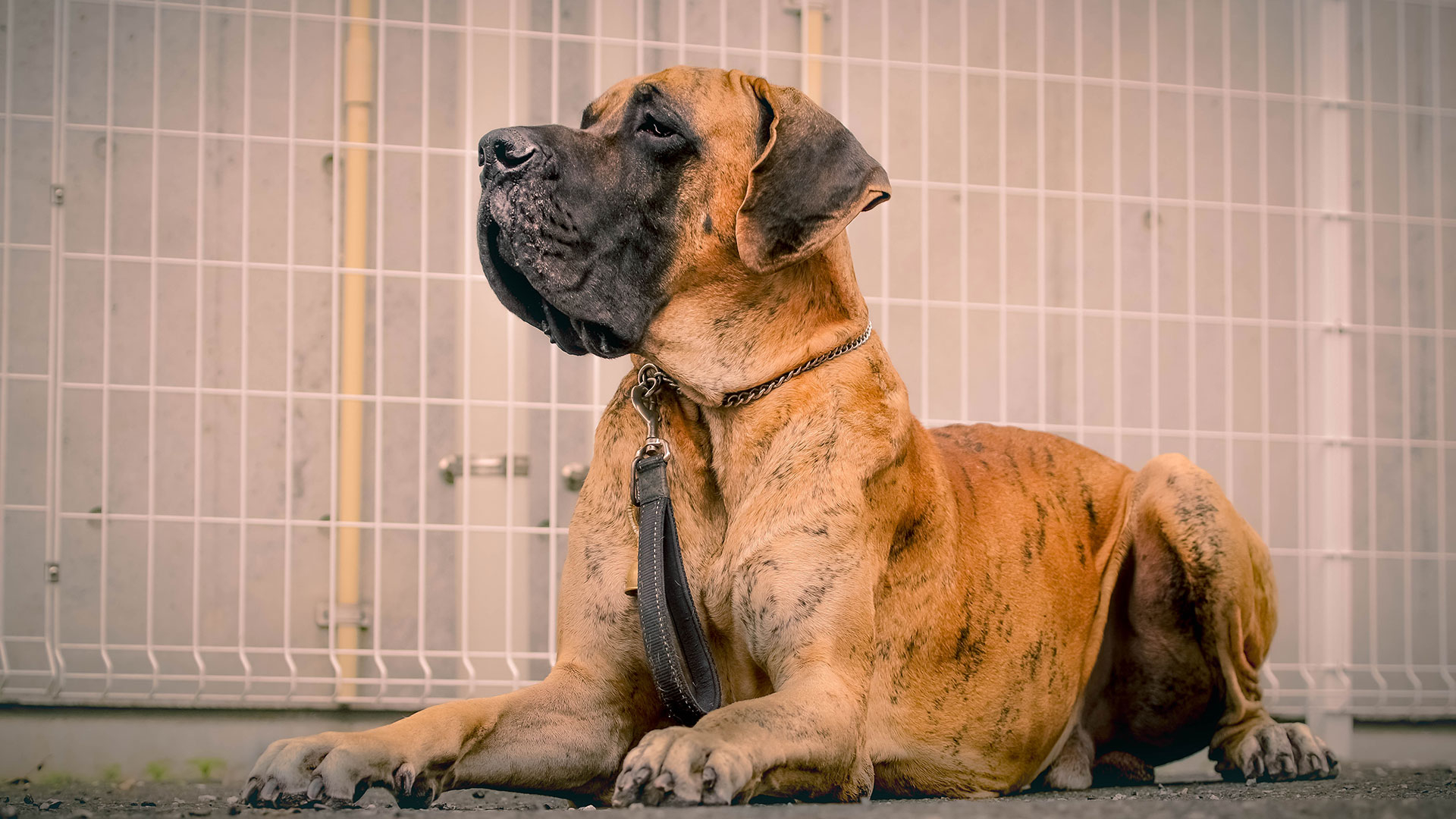 ときまつ動物病院