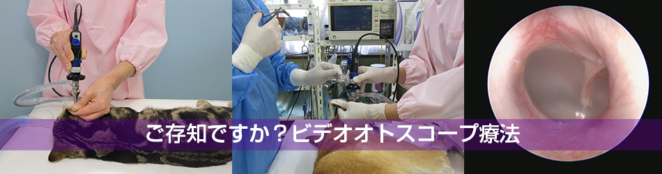 犬猫耳の病院