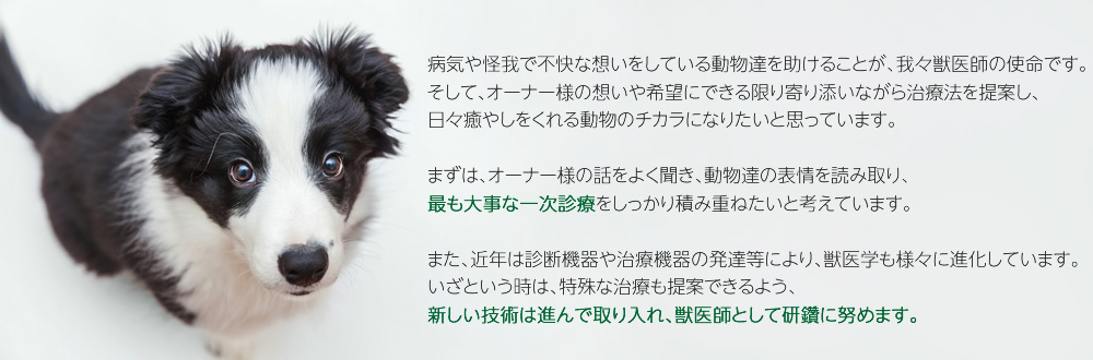 なかじま動物病院