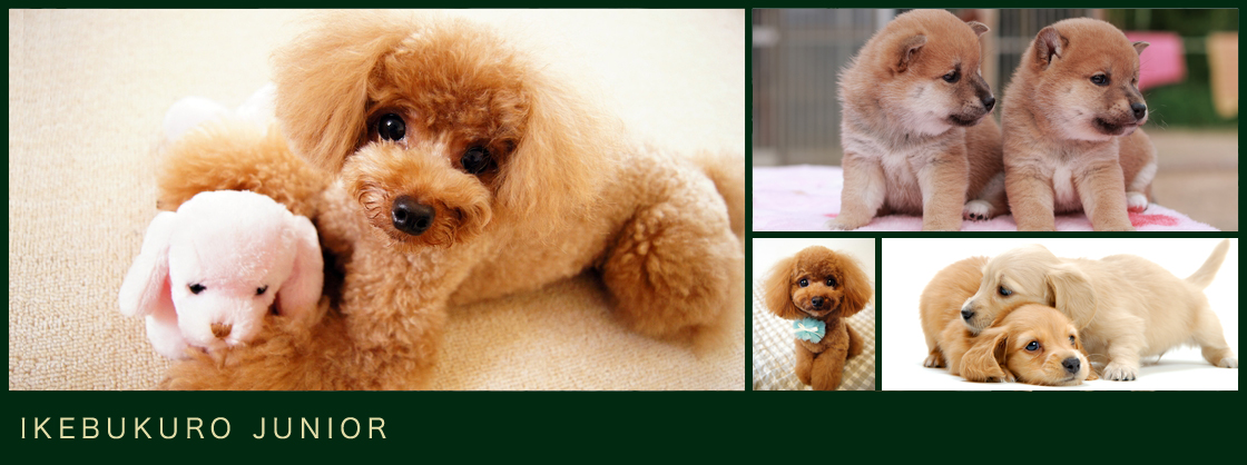 ペットショップ ジュニア池袋店