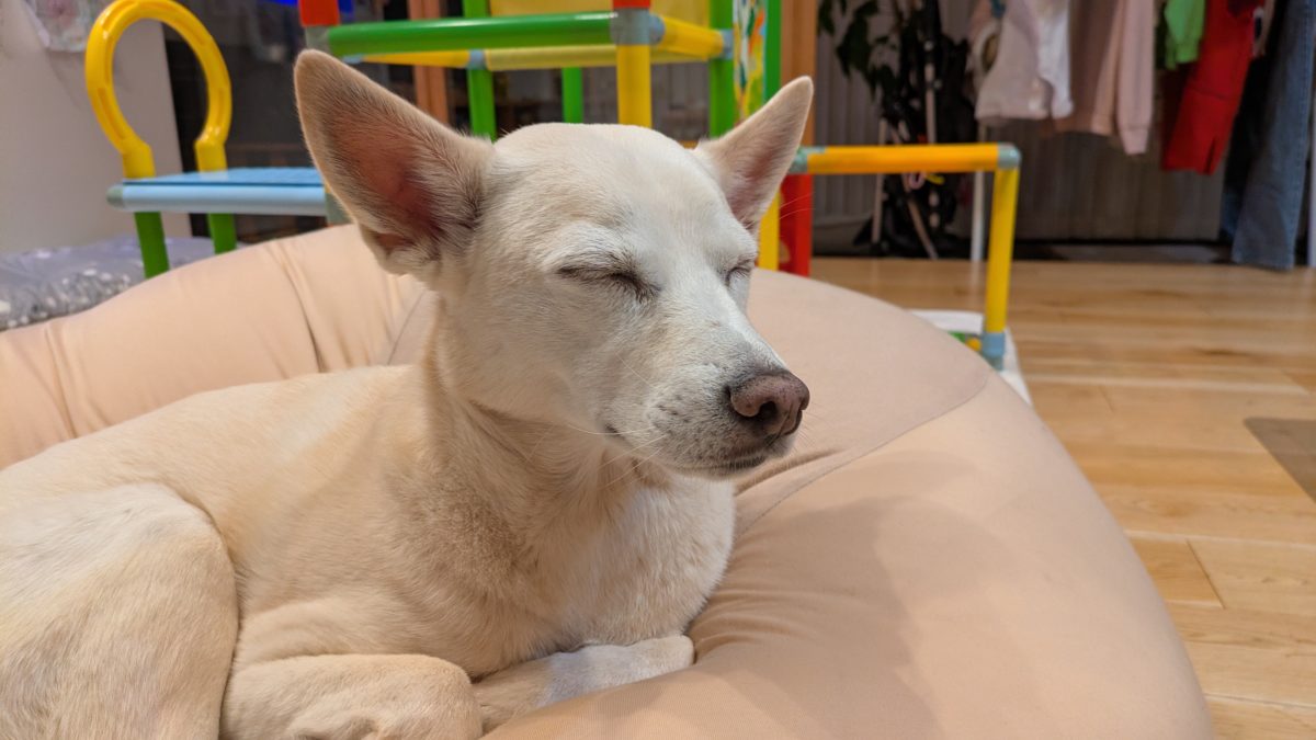 つむら動物病院