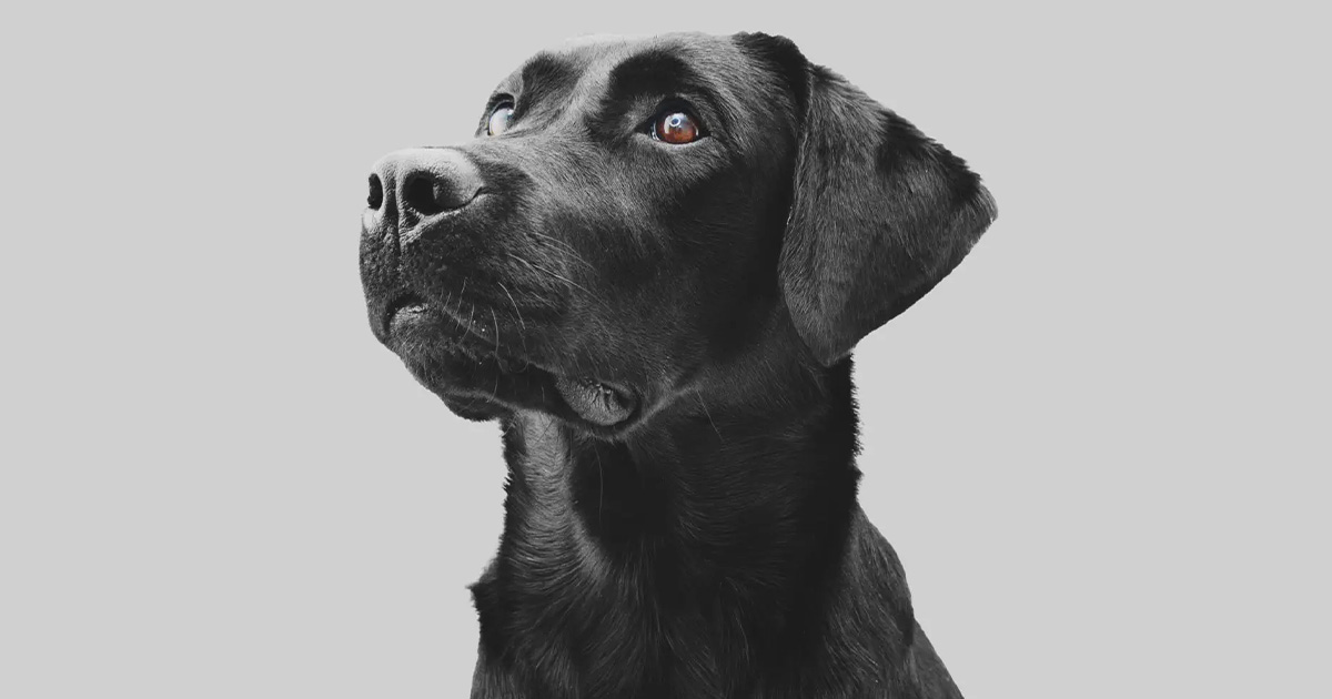 ガリレオ動物病院