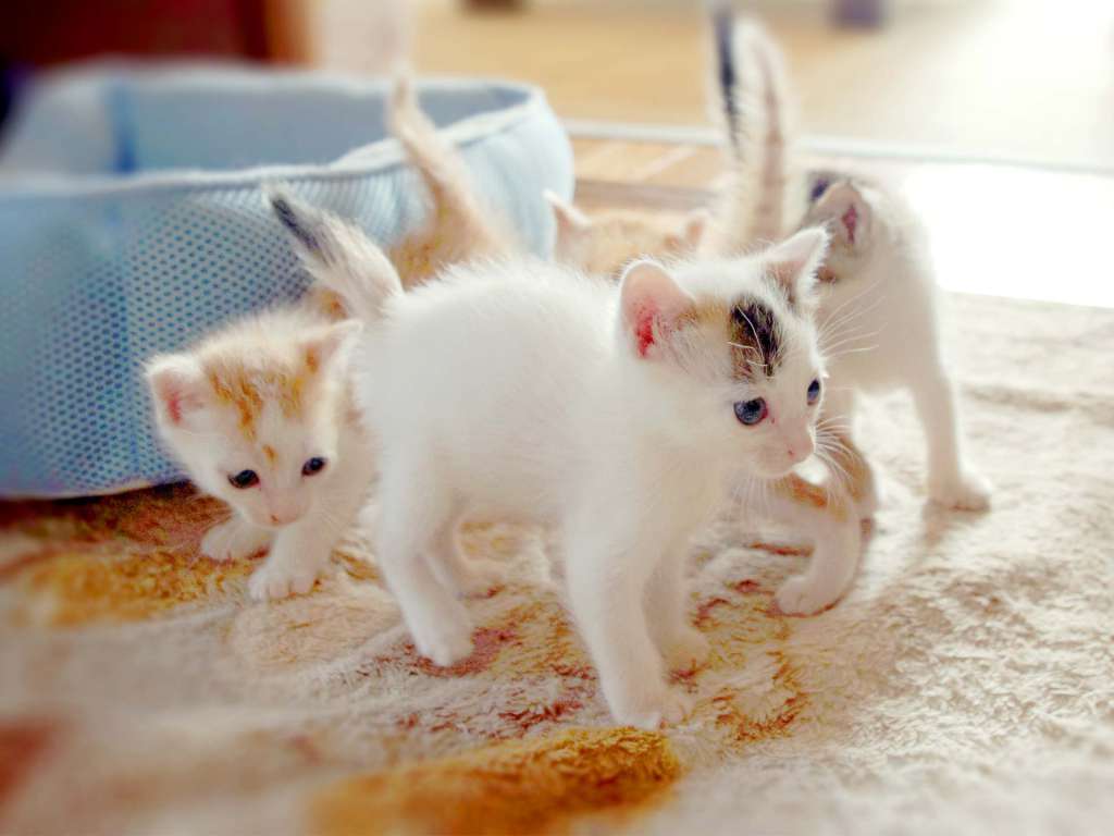 えびなペットクリニック