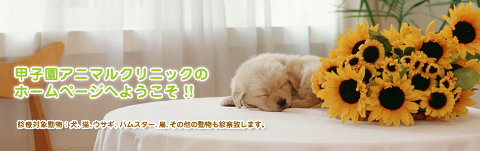 甲子園アニマルクリニック