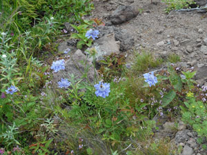 岡本どうぶつ病院