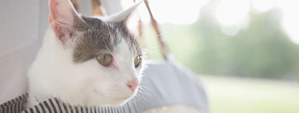 江古田の森ペットクリニック