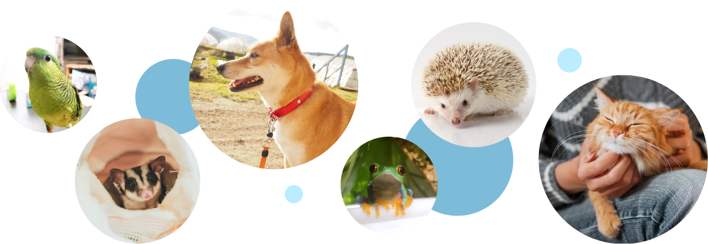 カインド動物病院